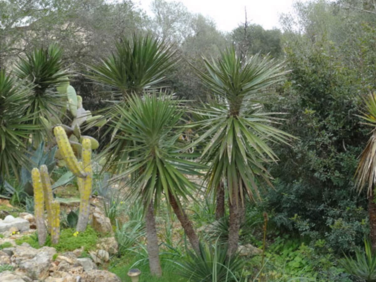 Hébergement de vacances Ferienfinca Gekko Mallorca Santanyí